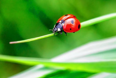 ladybug.jpg