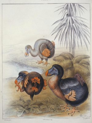 DodosDodos (Raphus cucullatus). Illustration from 'Memoirs on the Dodo' by Sir Richard Owen (1866).