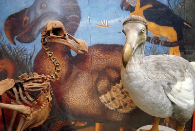 The Oxford Dodo, an exhibit in the University Museum of Natural History, Oxford