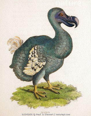 Antique copper plate illustration of a Dodo (Raphys cucullatus) 'Zoological Lectures' by George Shaw, 1809, illustrated by Mrs Griffith.