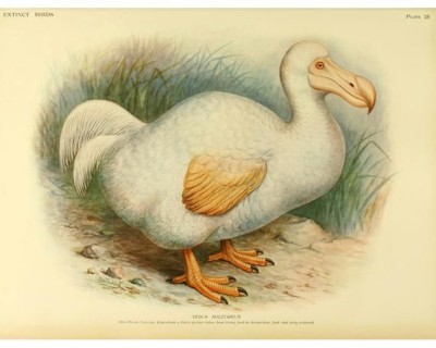Giclee fine art print reproduction from antique illustration of a white dodo bird, 1905
