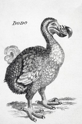 18th century drawing of the now extinct Dodo bird of Mauritius. Raphus cucullatus
