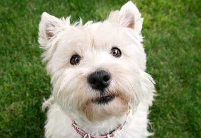 westie-looking-up-3.jpg