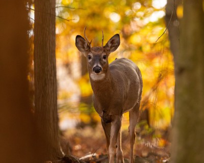 White+tailed+deer+looking+back+at+you.jpg