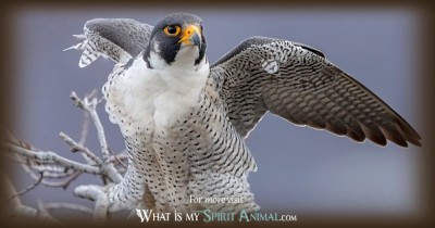 falcon-symbolism-meaning-1200x630-1-1024x538.jpg