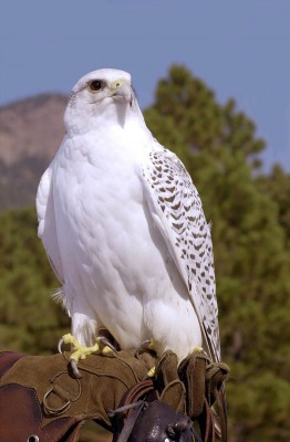 gyrfalcon-falcon-gerfalcon-hawk.jpg