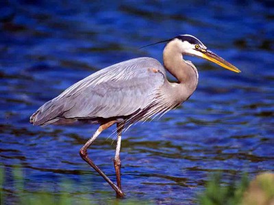 Great+Blue+Heron+Bird+Wallpapers.jpg