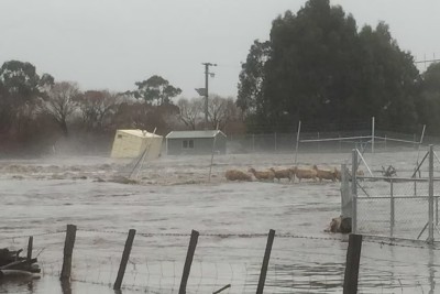 Sheep and cattle have been washed away throughout the state