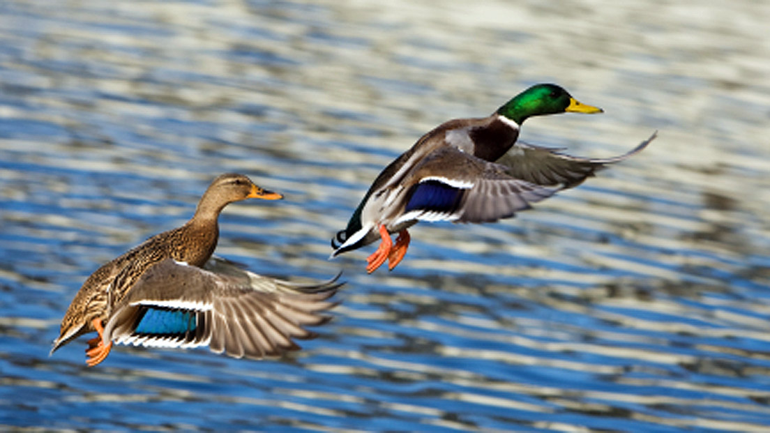 a test picture of some ducks (to see how it embeds)