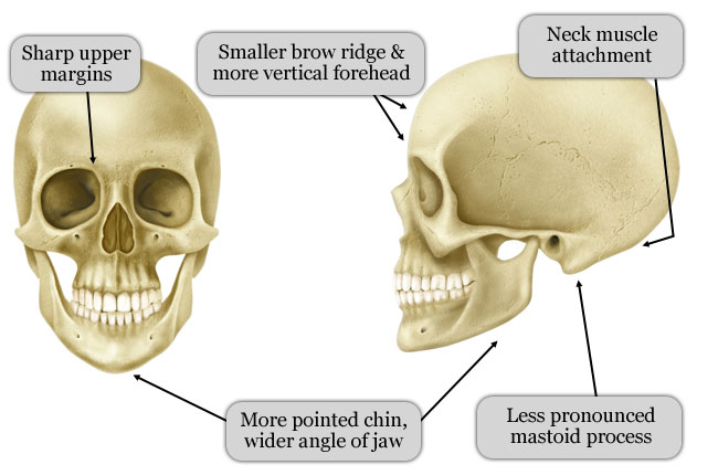 Female-Skull.png