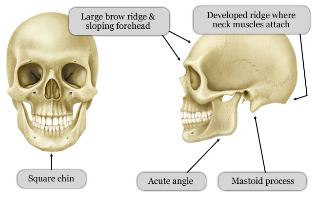 Male-Skull.png