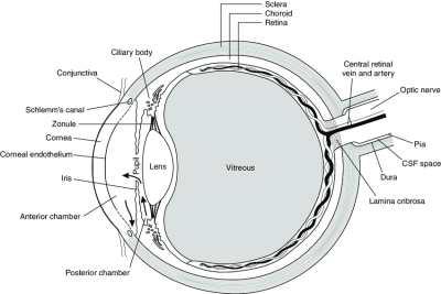 Cross-section-through-the-eye-and-optic-nerve-Arrows-indicate-flow-of-aqueous.png