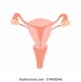 uterus-vector-260nw-374430346.jpg